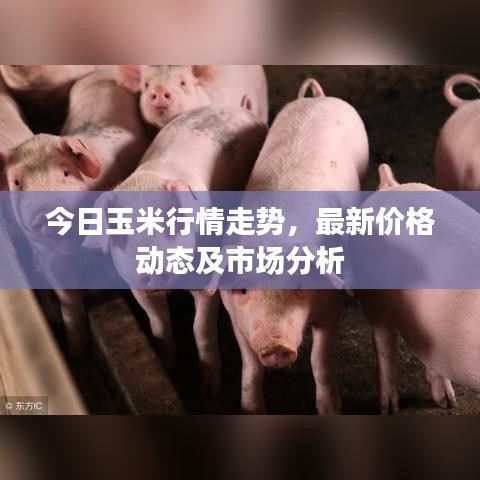 今日玉米行情走势，最新价格动态及市场分析