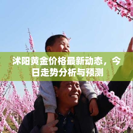沭阳黄金价格最新动态，今日走势分析与预测
