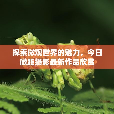 探索微观世界的魅力，今日微距摄影最新作品欣赏
