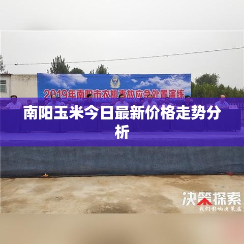 南阳玉米今日最新价格走势分析