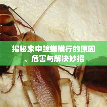 揭秘家中蟑螂横行的原因、危害与解决妙招