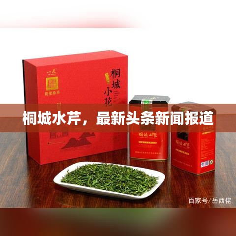 桐城水芹，最新头条新闻报道