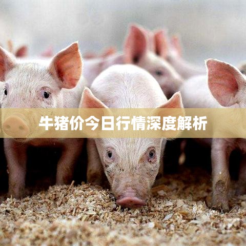 牛猪价今日行情深度解析
