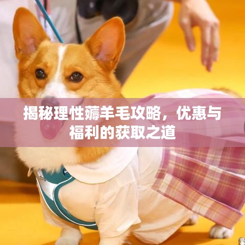 揭秘理性薅羊毛攻略，优惠与福利的获取之道