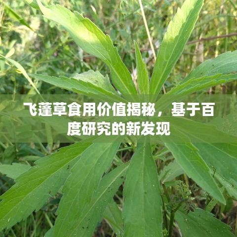 飞蓬草食用价值揭秘，基于百度研究的新发现