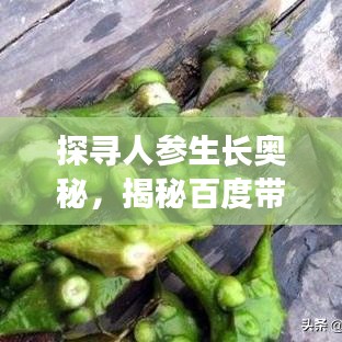探寻人参生长奥秘，揭秘百度带你发现人参故乡的秘密之旅