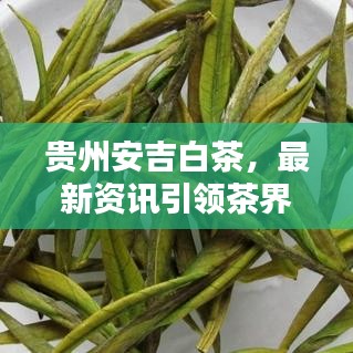 贵州安吉白茶，最新资讯引领茶界潮流