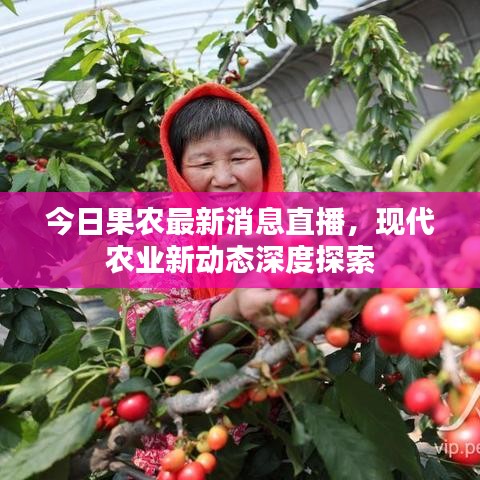 今日果农最新消息直播，现代农业新动态深度探索