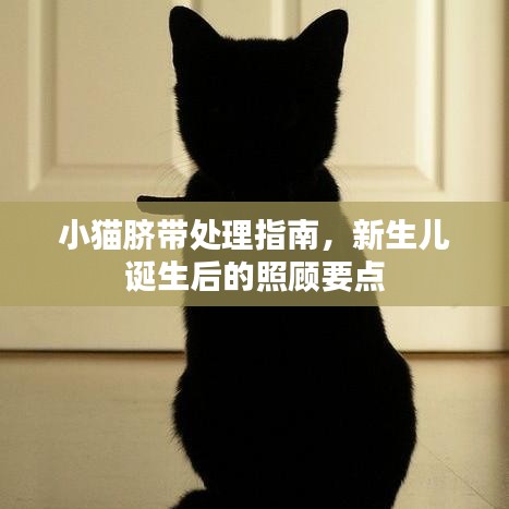 小猫脐带处理指南，新生儿诞生后的照顾要点