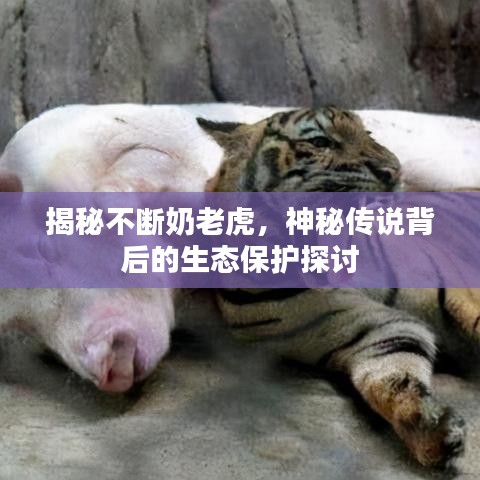 揭秘不断奶老虎，神秘传说背后的生态保护探讨