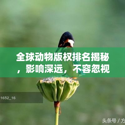 全球动物版权排名揭秘，影响深远，不容忽视