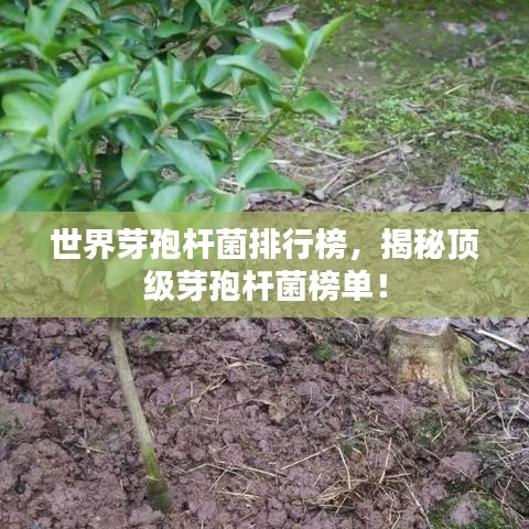 虚张声势