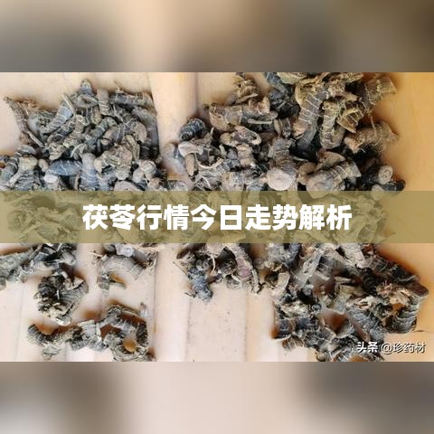 鸟覆危巢