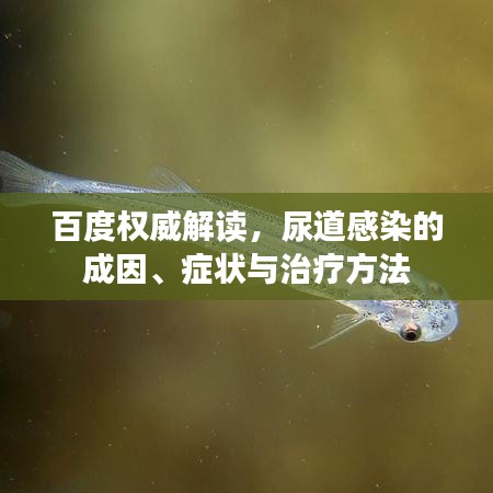百度权威解读，尿道感染的成因、症状与治疗方法