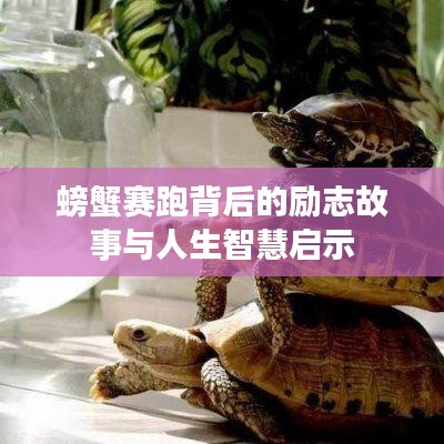 螃蟹赛跑背后的励志故事与人生智慧启示