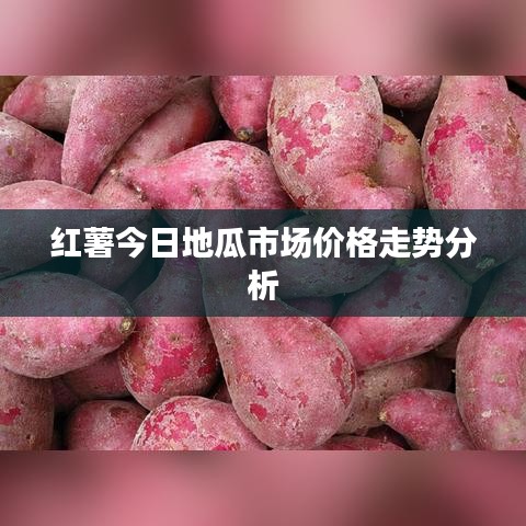 红薯今日地瓜市场价格走势分析