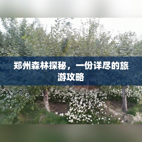 郑州森林探秘，一份详尽的旅游攻略