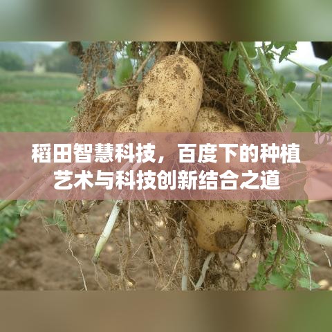 稻田智慧科技，百度下的种植艺术与科技创新结合之道
