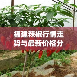福建辣椒行情走势与最新价格分析报告